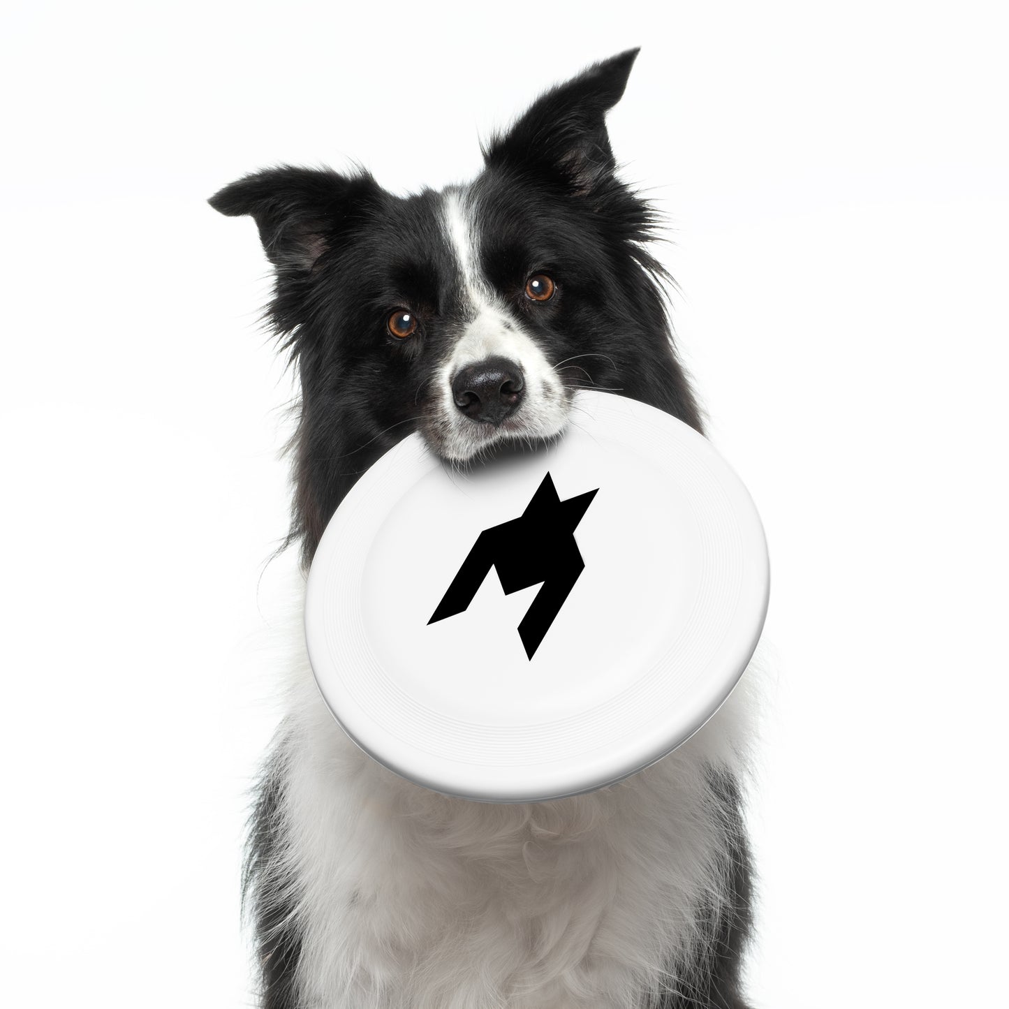 Dog Disc